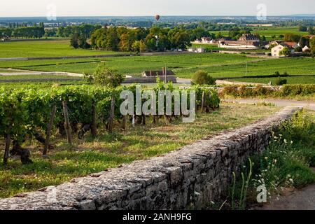 Vignes sur les pentes de la Bourgogne en France. Banque D'Images