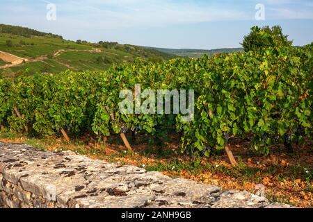 Vignes sur les pentes de la Bourgogne en France. Banque D'Images