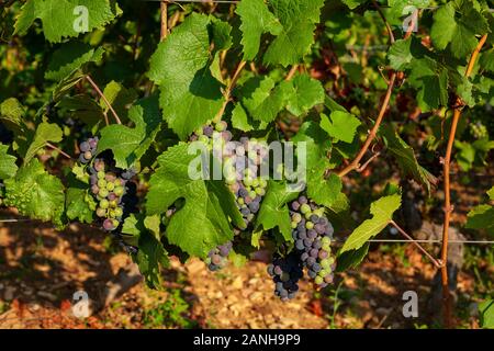 Vignes sur les pentes de la Bourgogne en France. Banque D'Images