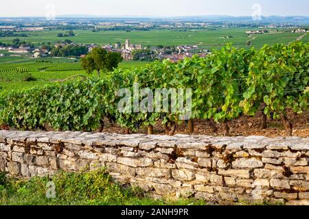 Vignes sur les pentes de la Bourgogne en France. Banque D'Images