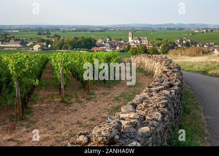 Vignes sur les pentes de la Bourgogne en France. Banque D'Images