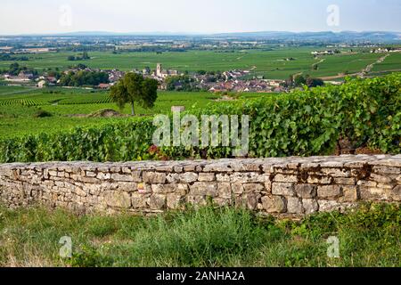 Vignes sur les pentes de la Bourgogne en France. Banque D'Images