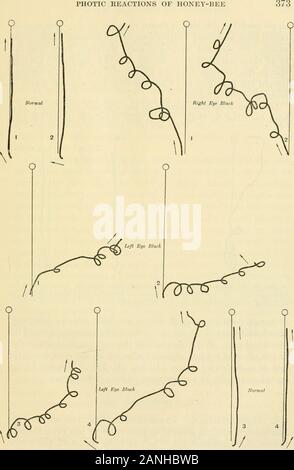 Le Journal of Experimental Zoology . peu ou pas de tendance-ence de dévier vers l'oeil fonctionnel, sauf dans l'areaimmediately sous la lampe, où l'éclairage a été es-sentially non-directive. Ainsi, bee no 4, avec son œil droit renforcé noir, un cercle vers la gauche de la manière habituelle. Un fewhours mais plus tard, lorsque le black avait été retiré de l'righteye et l'œil gauche peint, elle présentait peu ou pas de tendance-ence de cercle vers la droite (fig. 10, B). Le explanationat propose lui-même une fois, que, dans de tels cas, l'œil a été imperfectlycovered, et donc pas tout à fait gratuitement à partir de s Banque D'Images