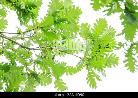 Chêne de Hongrie, Quercus frainetto, France, Orléans, Orléans-la-source, le parc floral de la Source // chêne de Hongrie, Quercus frainetto, France, Loi Banque D'Images