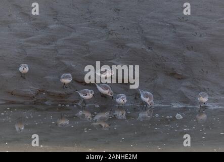 Le bécasseau sanderling (Calidris alba de nourriture) Banque D'Images