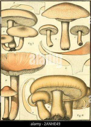 Herbier de la France ; or, Collection complette des plantes indigènes de ce royaume ; avec leurs proprits, et leurs usages en medecine . • AMÉTHYSTE AGARIC AGARIC S CARLATIN .1 Fig. Fig H ^J&gt ;"l^ CHAMtiaNONS DE, LA FINANCE 572 PL.. AtVARIC FRITMENTÂCÉ Fia ..1 ACKKBF : Toon. Crf :.ll. CHAMPIGNON BK I,UNE FRANCE PI. S72 Banque D'Images