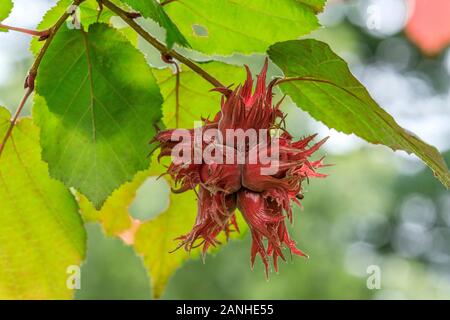 Écrous de hazel turc 'Te-Terra Red' ou turc filbert, Corylus colurna 'Te-Terra Red', France, Orleans, le parc floral de la Source // N Banque D'Images