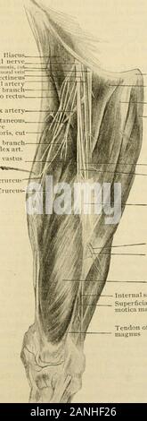 L'anatomie humaine, y compris la structure et le développement et des considérations pratiques de la direction générale de la . le rectus femoris. Aide Thosewhich innervationof dans le genou le découlent de la saphène externe au-dela et nerfs de la vasti exter-muscle et thecrureus et nus. cc. Le longsaphenous ou internes ( n. saphenus nerf)(Fig. 1109) est l'continuationof la face postérieure du nerf crural antérieur de la division. Itcourses thighfirst vers le bas le latéral à puis un e résultats t-à l'artère fémorale superficielle sous le couvert de la muscle sartorius. À l'apexof Scarpas triangle il entre canal et chasseurs accompan Banque D'Images