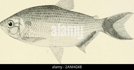 Les poissons d'eau douce de la Guyane britannique, y compris une étude des caractéristiques écologiques des espèces de regroupement et la relation de la faune du plateau pour que des plaines . Banque D'Images