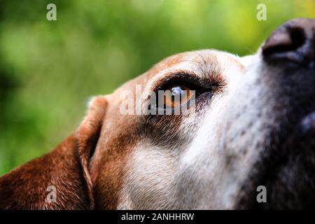 Portrait De Chien De Pointeur Portugais Dans La Nature. Détail yeux Banque D'Images