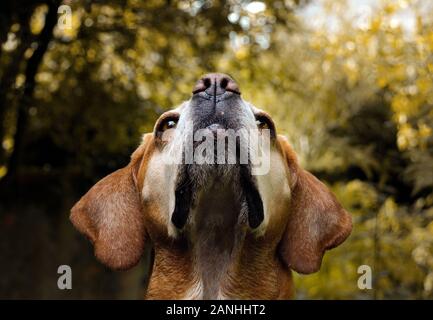 Portrait De Chien De Pointeur Portugais Dans La Nature Banque D'Images