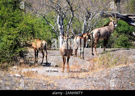 Un petit groupe de roan antelops dans le Parc National de Chobe, au Botswana Banque D'Images