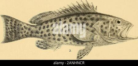 Les poissons de l'Inde ; être une histoire naturelle des poissons connus pour habiter la mer et les eaux douces de l'Inde, la Birmanie et Ceylan . Banque D'Images