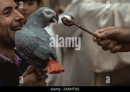 Mahon, Espagne. 17 janvier, 2020 : un perroquet est bénie par un prêtre à Mahon à Saint Antoine le saint patron des animaux, et la journée nationale du crédit de Minorque : Matthias Rickenbach/Alamy Live News Banque D'Images