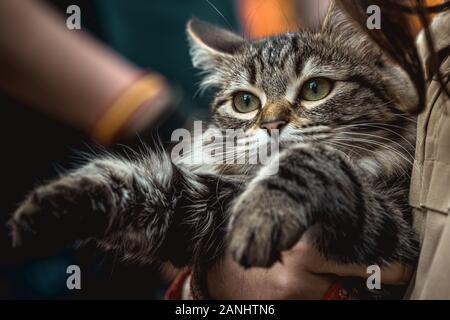 Mahon, Espagne. 17 janvier, 2020 : un chat est bénie par un prêtre à Mahon à Saint Antoine le saint patron des animaux, et la journée nationale du crédit de Minorque : Matthias Rickenbach/Alamy Live News Banque D'Images