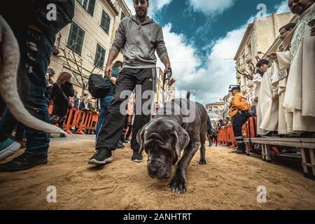 Mahon, Espagne. 17 janvier, 2020 : un chien est bénie par un prêtre à Mahon à Saint Antoine le saint patron des animaux, et la journée nationale du crédit de Minorque : Matthias Rickenbach/Alamy Live News Banque D'Images