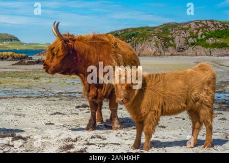 Les vaches Highland sur la plage sur l'île de Mull avec l'île d'Iona en arrière-plan, Ecosse, Royaume-Uni Banque D'Images