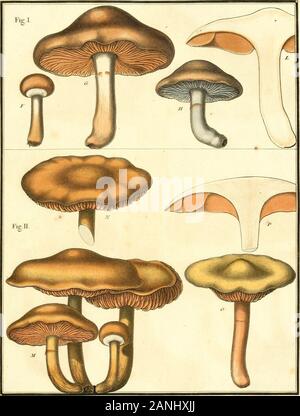 Herbier de la France ; or, Collection complette des plantes indigènes de ce royaume ; avec leurs proprits, et leurs usages en medecine . ANNULAIRE AGARIC Agaricus, amnilariiis. CHAIMPI&ANC DE LAFRANCE. PL S44-. AgaricTlS ARANEEUX TOON.ai-aneosus.rig.I. Agaiicus laBiproceplialus LAMPROCÉPIlfiji.toon.rig.n. C1LM11G0 !^ 1)K LA IK^J VM yy..). Banque D'Images