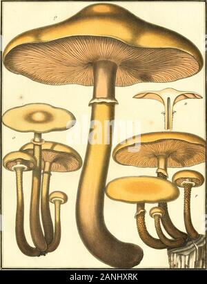 Herbier de la France ; or, Collection complette des plantes indigènes de ce royaume ; avec leurs proprits, et leurs usages en medecine . CHAMPIGNONi DE T.AFHANCK. ]/ :&Gt;jlJ.. ANNULAIRE AGARIC Agaricus, amnilariiis. CHAIMPI&ANC DE LAFRANCE. PL S44- Banque D'Images