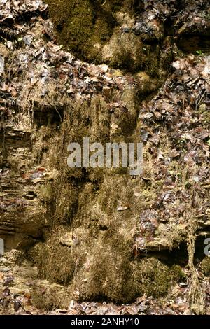 De l'eau qui descend des rochers et s'écoule dans les Blue Ridge Mountains de Virginie, aux États-Unis Banque D'Images