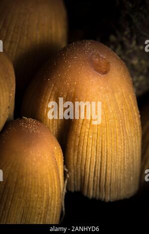 Close up de mica scintillant sauvage naturel champignon (Inkcap, Coprinus micaceus Patronymie) croissant à l'extérieur dans le noir, humide, Royaume-Uni sous-bois forestiers. Banque D'Images