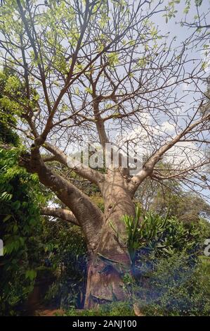 31 mai 2009 Baobab à l'entrée du Zoo Byculla Rani bagh Mumbai Maharashtra Inde Banque D'Images