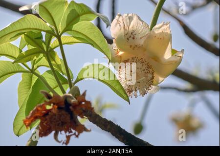 31 mai 2009 Baobab, arbre à fleurs à l'entrée du Zoo Byculla Rani bagh Mumbai Maharashtra Inde Banque D'Images