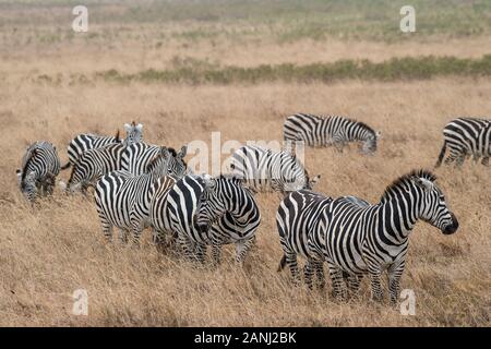 Zébra Commun , Equus Quagga, Équidés, Aire De Conservation De Ngorongoro, Tanzanie, Afrique Banque D'Images