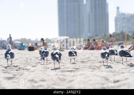 Des mouettes Se Reposant sur les White Sands de Miami Beach. Banque D'Images