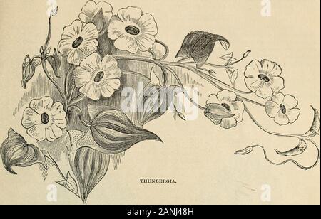 Catalogue illustré et Vick guide floral pour 1868 . FLO-CAXAItT WEE, Tropaeolum peregrinum, (fleur, grimpeur) fine, avec une abondance de fleurs jaunes tout l'été et l'automne ; amende pour tonnelles, treillis, etc 10 THUNBERGIA, Nat. Ord. Acanthacea&gt ;.belles plantes annuelles rustiques dans le jardin ; fine pour le conservatoire, où l'theyflower magnifiquement. De twining habitude, et ont besoin de soutien, si bien whenallowed Jthey n de fonctionner au-dessus du lit. Réussir mieux si commencé sous verre. Excellent pour les paniers ET GUIDE POUR LE JARDIN DE FLEURS. 68 THUNBERGIA - suite.. et tous les chambre décoration, f Banque D'Images