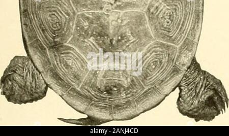 Bulletin du Bureau des pêches . Fig. 3. MALACLEMMYS MACROSPILOTA, homme. Fig. 1 et 2. Un adulte de Sand Key, Floride (environ un demi-grandeur nature). Fig. 3. Un autre individu de la même localité, showingtubereles sur les plaques vertébrales j environ les deux tiers de la taille naturelle). Bull. U. S. B. F. 1904. Plate VIII. *4V ^h.. Fig. 1. Banque D'Images