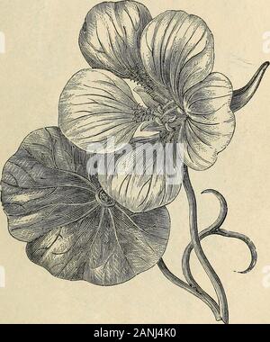 Catalogue illustré et Vick guide floral pour 1868 . ARDEN. 61 PHASEOLUS (Bean), Nat. Ord. Legumiaom. pkt, cts. Très utile d'exécution annuelles, pour la fabrication des écrans, etc. Si le sol est profond et une littledamp, elles fleurissent le mieux. Phaseolus bicolor, (5), d'Espagne, la belle dame 5 Dame Blanche, 5 ensiformis giganteus, haricot géant (pods), 2 pieds de long, 10 SCYPANTHUS, Nat. Ord. Scypanthus Loasacem.elegans, un très joli climber ; fleurs jaune, curieux, 15 TROPJEOLUM, Nat. Ord. Tropceolacem. Tropaolum majus est un excellent grimpeur, growing dix ou douze pieds de hauteur, variétés, comprisingseveral di Banque D'Images