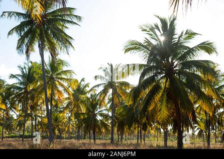 Port de perte / Alagoas / Brésil. 29 novembre, 2019. Vue sur Porto de Pedras ville et Patacho beach en début d'été. Banque D'Images