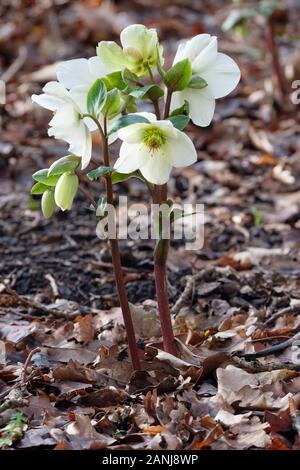 Au début de la floraison des fleurs blanches de l'helleborus HGC Ice n' Roses 'Blanc', Helleborus COSEH 4500 entouré de plantes feuilles mortes Banque D'Images