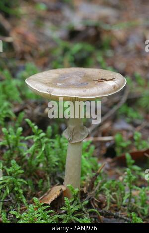 L'Amanita porphyrie, connu comme voilé gris amanita, champignons sauvages de Finlande Banque D'Images