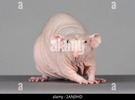 Rat sans poils, rat Sphynx ou rat animal chauve, Royaume-Uni. Banque D'Images