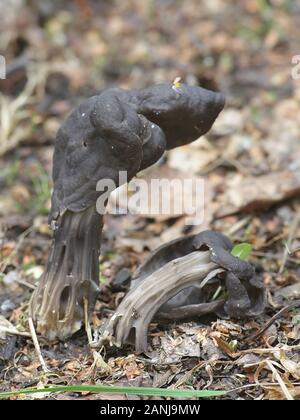 Helvella lacunosa, connue comme la selle ou gris ardoise noir cannelé elfin saddle, champignons de la Finlande Banque D'Images