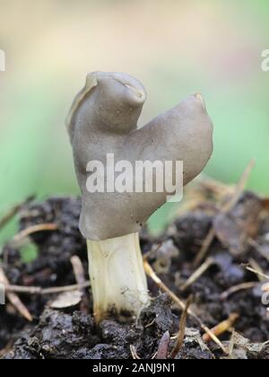 Helvella lacunosa, connue comme la selle ou gris ardoise noir cannelé elfin saddle, champignons sauvages de Finlande Banque D'Images