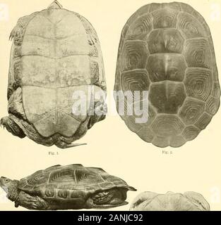 Bulletin du Bureau des pêches . Fig. A. Fig. 4. MALACLEMMYS CENTRATA. Les spécimens de BEAUFORT, N. C. Fig. 1 et j'ai un homme adulte 4 pouces de long. Fig. 3. Une femelle de 3 pouces. Fig. 4. Un 4. ;-ineh femelle. Bull. U. S. B. F. 1904. La plaque. IV.. Fig. 3. Banque D'Images