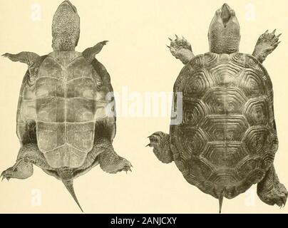 Bulletin du Bureau des pêches . Fig. 1. Fig. 2.. Fig. A. Fig. 4. MALACLEMMYS CENTRATA. Les spécimens de BEAUFORT, N. C. Fig. 1 et j'ai un homme adulte 4 pouces de long. Fig. 3. Une femelle de 3 pouces. Fig. 4. Un 4. ;-ineh femelle. Bull. U. S. B. F. 1904. La plaque. IV. Banque D'Images