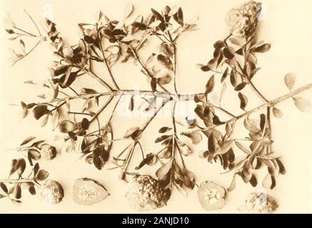 Madagascar : les bois de la forêt d'Analamazaotra . esque svir sessiles 1 ovaire. Baccilbrmc ; fruits !x espèces confinées àMadagascar et autres îles voisines. A. Iheiformis Benn. Nom indigène : Fandramanana.Spécimen étudié : Thouvenot n i^. Petit arbre à écorce mince, brune, écailleuse, finement striée dans la longueur. Décoction, aqueusebrune avec gomme abondante. Bois gris jaunâtre présentant, sous lécorce enlevée, la trace de très hauts rayons. Largestrès rayons visibles à loeil nu. Aubier non distinct. La SECTION TRANSVERSALE : daccroissement de zones non visibles en général. Rayons très larges.. Banque D'Images