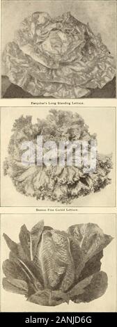 Farquhar's 1910 annuel jardin . Kohl-Rabu Début White Vienne. Poireau Musselburgh. 13*. Trianon Cos la laitue ou romaine. R. et J. FARQUHAR & CO.. BOSTON. Les graines de légumes. La laitue. Lechuga. Lattich Salat. La laitue se développe mieux dans un léger, très riche, le sol humide en Forfirst semer des cultures la chaleur douce en février, et la transplantation à 10pouces à part. Pour une alimentation d'été, semez dans tliinly18 exercices peu profondes pouces à part, et de la transplantation ou minces, en laissant un pied entre les plantes. Les semis peuvent être effectués d'avril à la fin août.Une once de graine donne environ 4 000 plnnts. Variétés de chou dirigé.Boston Forcer- Banque D'Images