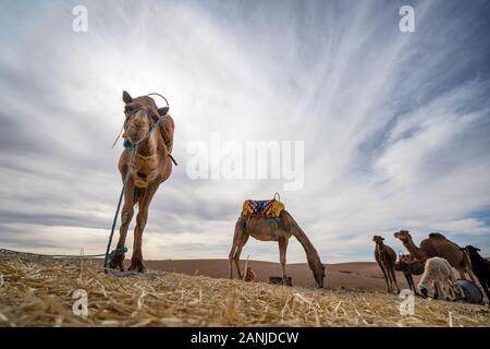 Le dromadaire chameaux avec selles sur désert Agafay , Marrakech, Maroc Banque D'Images