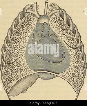 Un traité sur la pratique de la médecine, à l'usage des étudiants et des praticiens de la poitrine . ation-mur, en raison de la reproduction de la face rugueuse sur-ensemble. Pour développer cette sensation, une pression ferme doit être madein l'espace intercostal avec les fabricants de conseils. Il est extrêmement rare pour cette fremitus friction d'être assez forte pour exciter les vibrations d'thechest-mur, qui peut être perçue par la main posé sur le precordialspace. C'est rugueux, grinçantes, sensation râpeuse mais quitedistinct, semblable à du fremissement cataire, ou des tremblements, ronronnant et est notexactly avec l'isochrone ca Banque D'Images