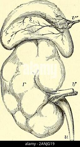 Éléments d'anatomie du Quain . forme angulaire. Le borderis inférieure concave, et repose sur la partie antérieure et la partie interne de l'summitof le rein, à laquelle elle est reliée par le tissu aréolaire lâche : il istliick, et presque toujours profondément cannelé. La face postérieure du diaphragme. restsupon La face antérieure présente une fissurenamed le hile, d'où émerge la veine surrénale (fig. 558, v).Le droit est de forme pyramidale de la capsule et de projets plus au-dessus de la T T 2 644 organes rein surrénales. que la gauche. Elle est couverte par le foie (à l'impressiosuprarenal]s). La gauche capsu Banque D'Images