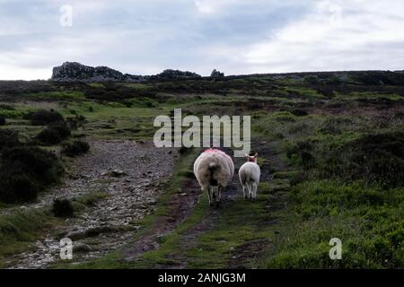 Mère et bébé moutons à pied loin de l'appareil photo en haut d'une colline Banque D'Images