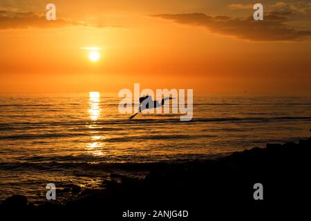 Un grand héron en photo contre le coucher du soleil à Pass-a-Grille Beach, en Floride. Températures élevées est levée dans le 80 à proximité de high records pour cette période de l'année en Floride. Banque D'Images