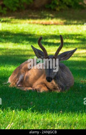 Deer Resting in Capitol Reef National Park, Utah Banque D'Images