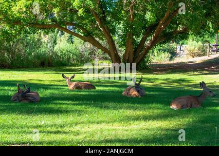 Deer Resting in Capitol Reef National Park, Utah Banque D'Images