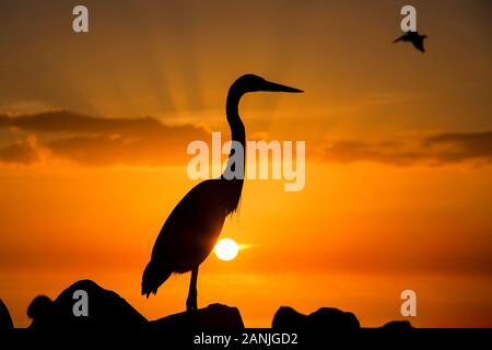 Un grand héron en photo contre le coucher du soleil à Pass-a-Grille Beach, en Floride. Températures élevées est levée dans le 80 à proximité de high records pour cette période de l'année en Floride. Banque D'Images